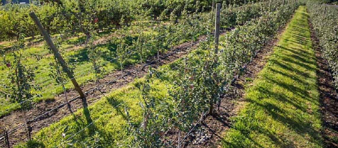 New neighbors old on Wednesday, Aug. 26, 2020, as fourth-leaf trellised WA 38 trees border free-standing Red Delicious at Chris Anderson’s orchard in Manson, Washington, near Lake Chelan. (Ross Courtney/Good Fruit Grower)