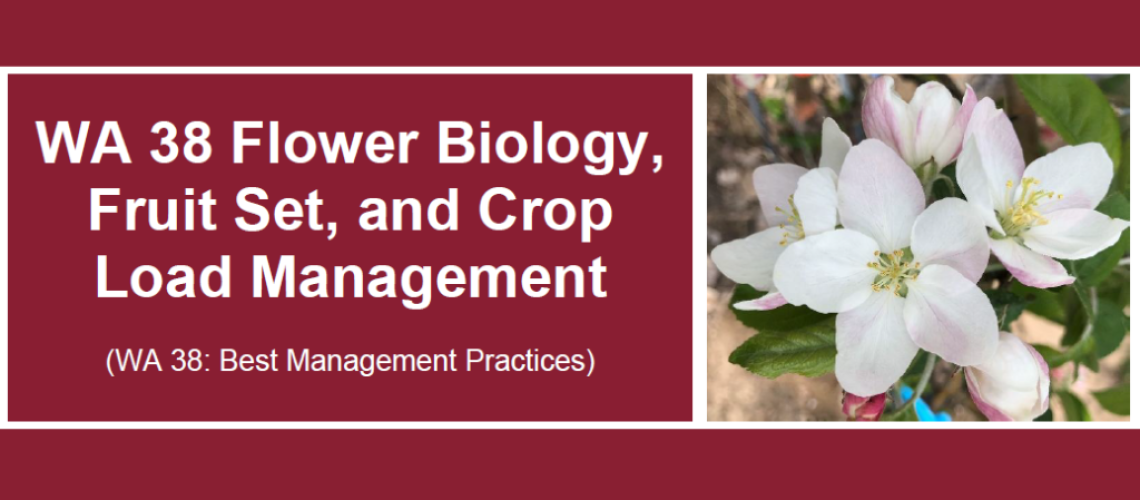 WA 38 Flower Biology, Fruit Set and Crop Load Management